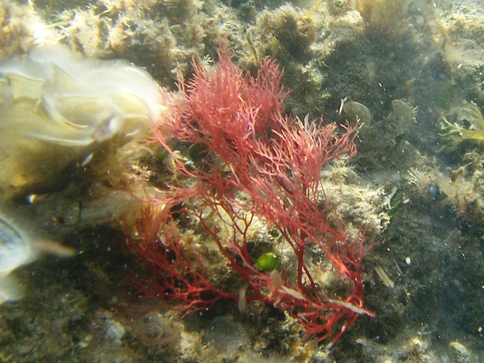 Sphaerococcus coronopifolius